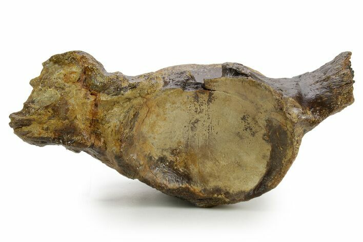 Huge Fossil Mosasaur (Tylosaurus) Vertebra - Texas #377821